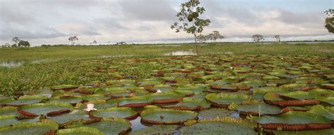Visit Belem - Brazil Amazon Rainforest Guide |Geodyssey