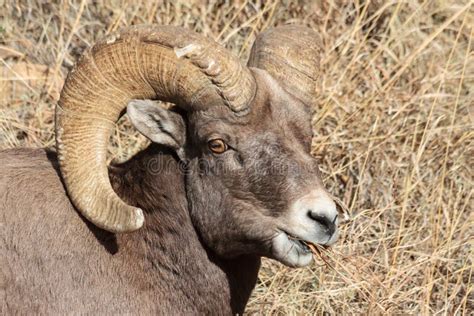 Bighorn Ram Colorado Rocky Mountain Bighorn Sheep Stock Photo Image