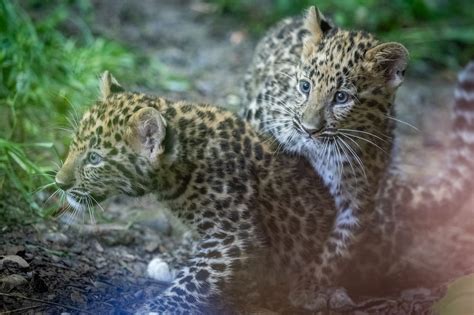 Amur Leopard Cubs At Pittsburgh Zoo Now Have Names And Will Be Visible