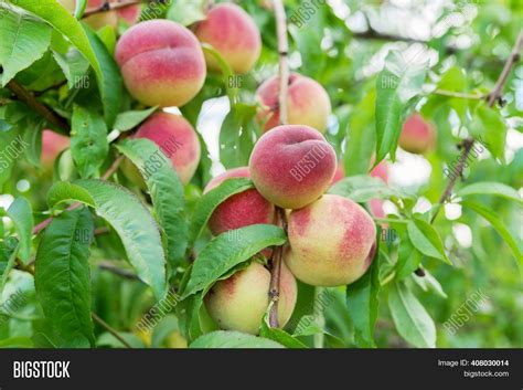 Close Ripe Peaches On Image And Photo Free Trial Bigstock