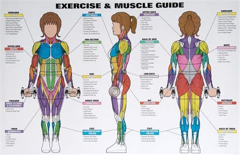 Muscle Guide And Exercise Chart For Women Workout Chart Workout