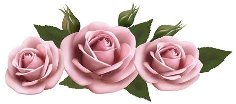 Beautiful Transparent Pink Roses Png Picture Цветочные бордюры Розы
