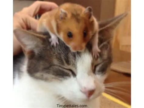 Do Hamsters And Cats Get Along
