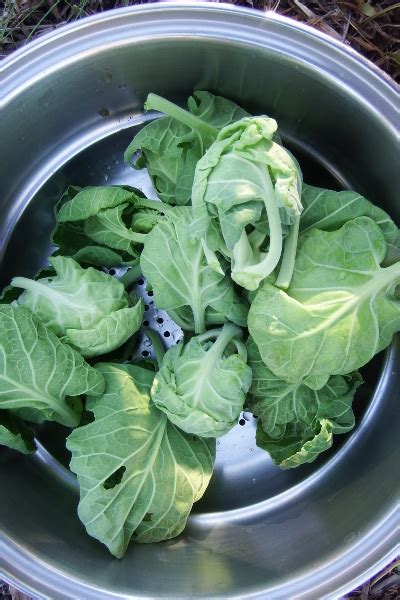 Cooking brussels sprout tops