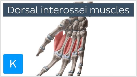 Dorsal Interossei Muscles Of The Hand Human Anatomy Kenhub Youtube