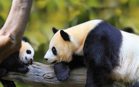 We have 75+ background pictures for you! Panda HD Wallpaper (79+ images)