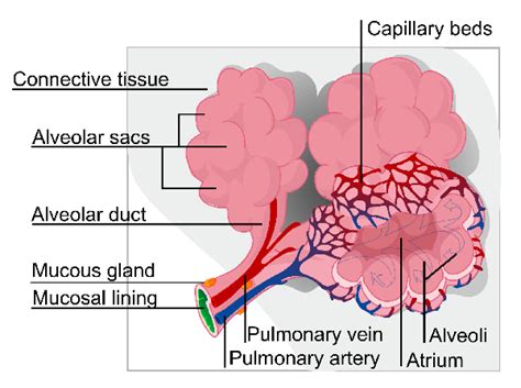 Alveolar Ducts And Sacs Of The Lungs Definition And Functions