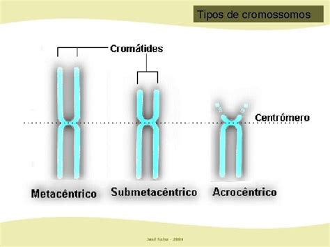 Cromossomo De Eucariotos Cromossomos Homlogos Tipos De Cromossomos