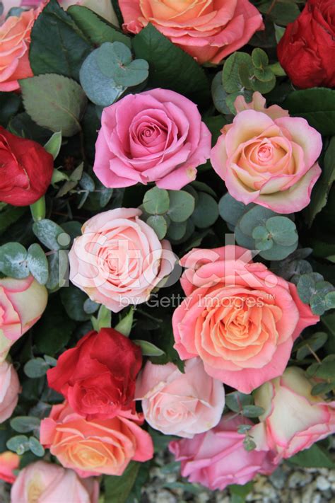 Roses In Different Shades Of Pink Stock Photo Royalty Free Freeimages