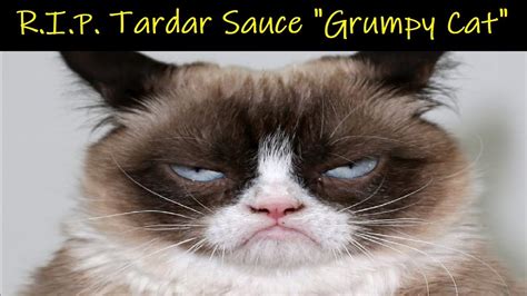 Remembering Tardar Sauce Aka Grumpy Cat 2012 2019 Youtube