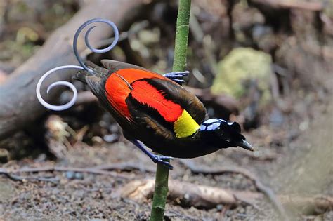 Pin On Aves Birds Of Paradise And Bowerbirds