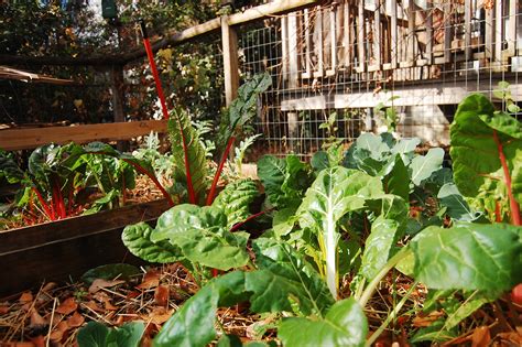 We did not find results for: Urban Self-Sufficientist: Winter Garden for Zone 8