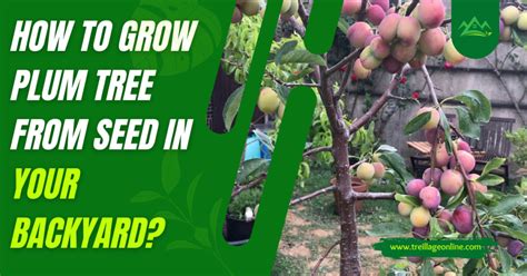 How To Grow Plum Tree From Seed In Your Backyard