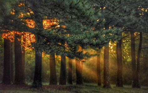 Sunbeams Through The Trees Photograph By Sumoflam Photography Fine