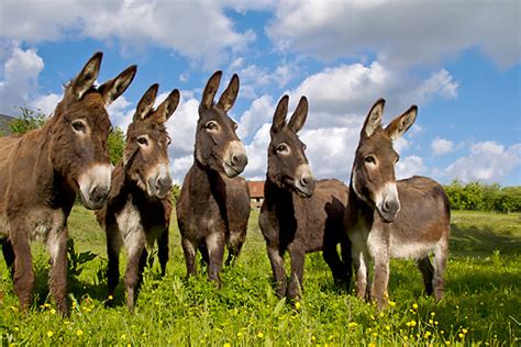 Breeding More Donkeys To Keep Tradition Alive Habitat For Horses