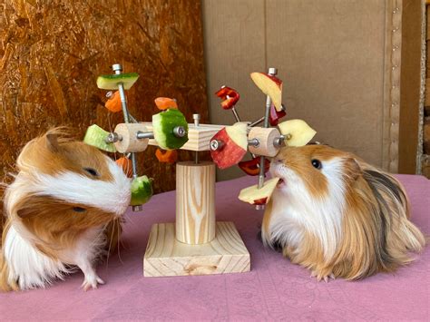 Guinea Pig Toy Cavy Toy Play Toy Guinea Pig Cage Guinea Etsy Australia