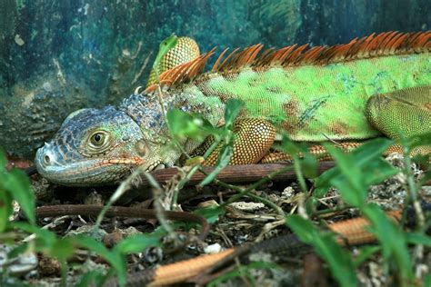 Iguanas Verdes Vuelven A Su Hábitat Natural En Amapala Honduras Tips