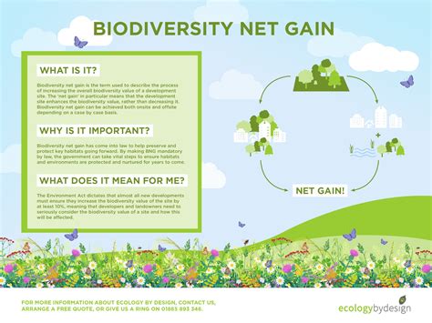 Everything You Need To Know About Biodiversity Net Gain Ecology By Design