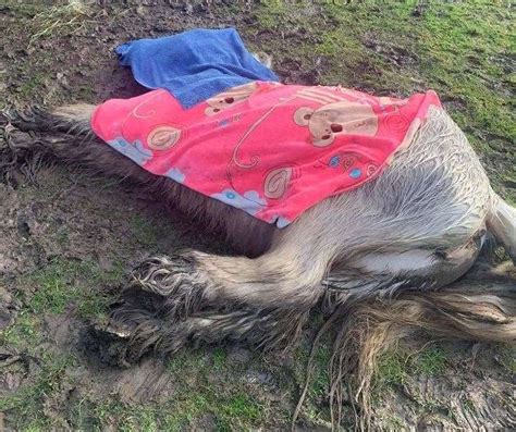 Dead Pony Left In Bearsted Field For Three Days Leads To Calls For More