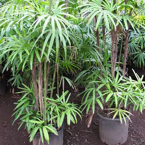 How To Grow The Lady Palm Tree Rhapis Excelsa