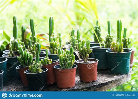 Beautiful Dramatic Image Of Small Potted Cactus Plants In Coastal