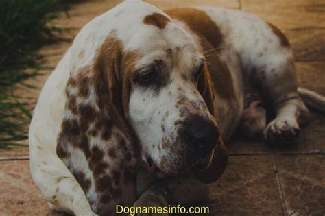 Unique British Dog Names: 350+ Popular Name Ideas for Puppies