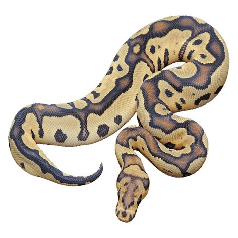 Burmese Python Png Images Transparent Hd Photo Clipart In 2022
