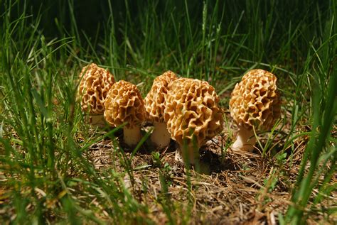 Five Things You Need To Know About Michigan Morel