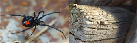 17 Most Common Spiders In Colorado Id Guide Bird Watching Hq