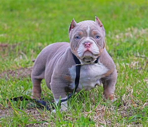 Do you have enough the reality is that beginning in southern california, breeders after a thicker, more muscular pit bull. BEST EXOTIC BULLIES, BLUE TRI COLOR EXOTIC PUPPY, TRI ...