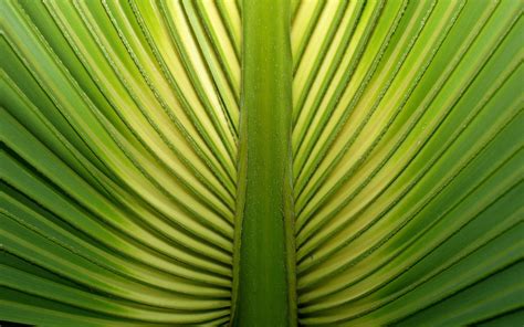 Palm Leaf Wallpaper Wallpapersafari