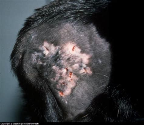 Feline Skin Infection And Pictures Of Cat Skin Problems Cat Skin