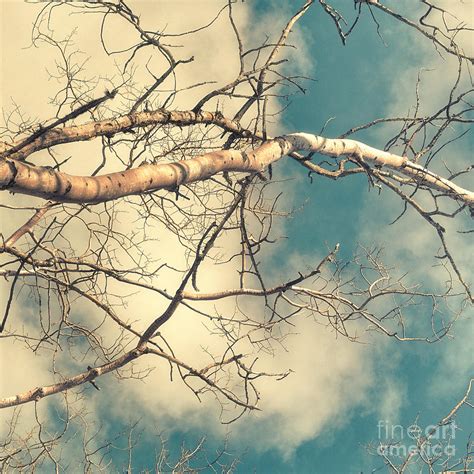 Tree Tops 3 Photograph By Priska Wettstein Fine Art America