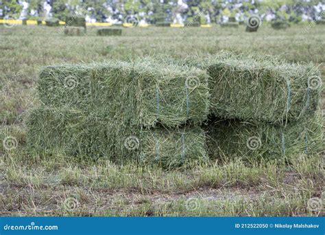 Square Bales Of Alfalfa Hay For Cattle Are Lying On The Field Stock
