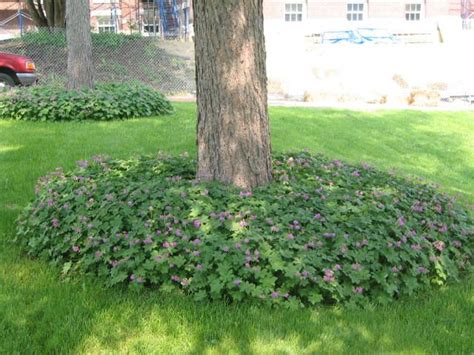 The evergreen tree family consists of fir, spruce and pine species. Big Root Geranium {G. macrorrhizum} | Ground cover plants ...
