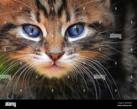 Animals With Cats Hi Res Stock Photography And Images Alamy