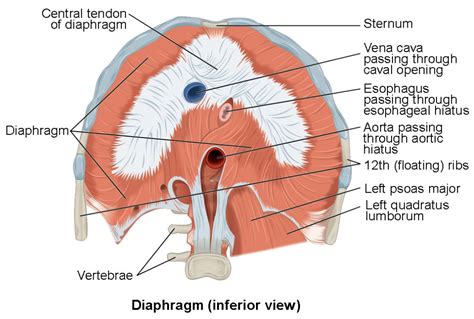 145 Axial Muscles Of The Abdominal Wall And Thorax Biology Libretexts