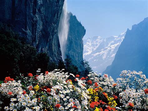 Staubbach Waterfall Switzerland Waterfalls Flowers Mountain Hd