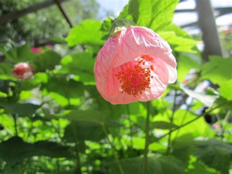 The time to decide on the species is long before you go to the nursery to buy. Shade Plants for Central Texas | Lisa's Landscape & Design