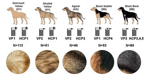 Understanding The Genetics Behind Your Dogs Coat Color And Type Sample