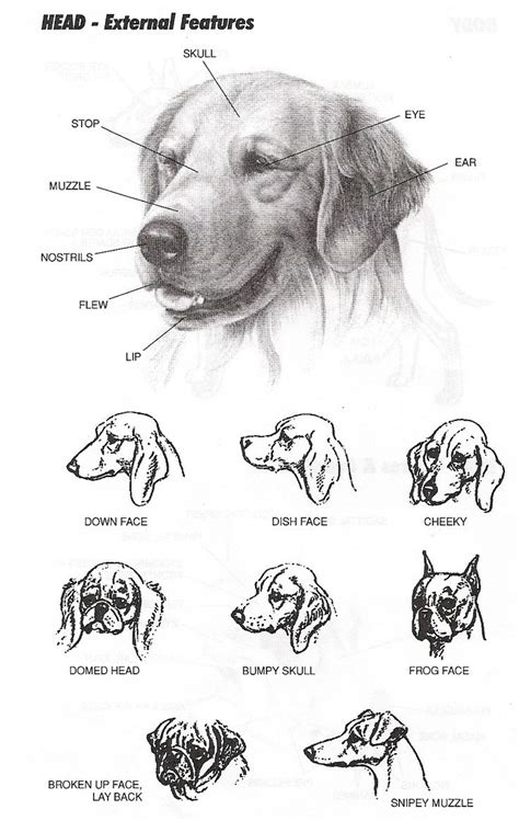 How To Draw A Dog With A Bone In Its Mouth Drawing Inspiration