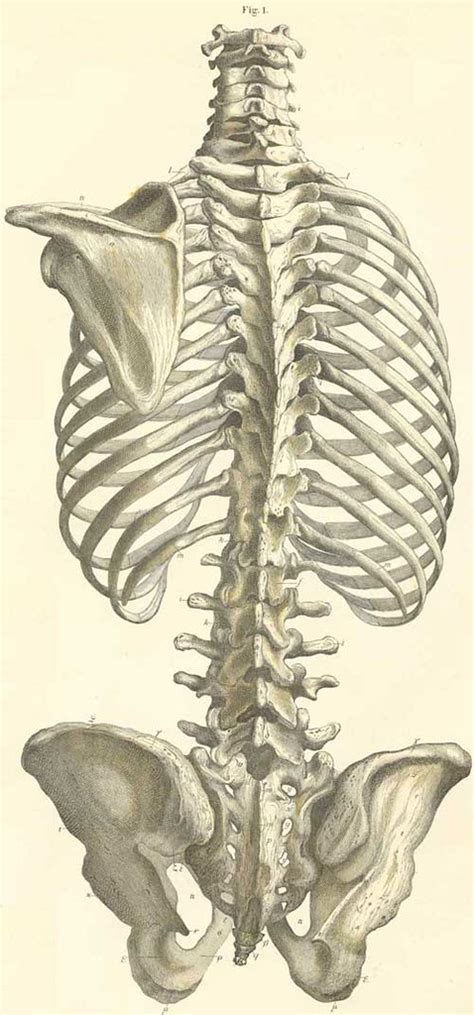 You could have sick scapula. 4-1 The bones of the trunk with the left scapula, seen fro… | Flickr
