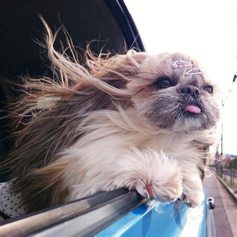 While fairly active, pekingese do not need long walks for their exercise. This Derpy Dog Has The Most Fabulous Hair On Instagram ...