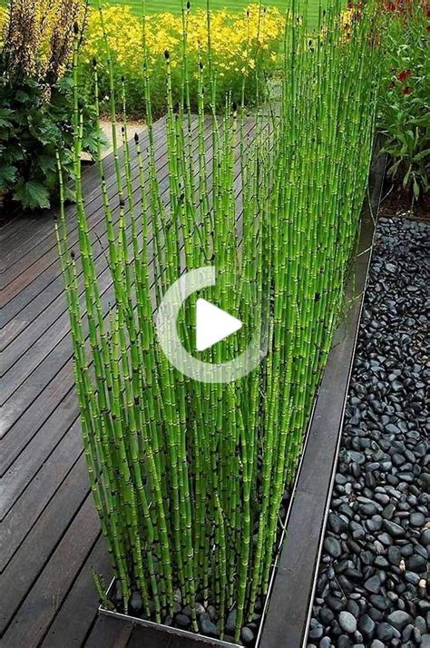 It killed the growth but not the roots. Horsetail reed plant 12 inches tall x 50 stems in 2020 ...