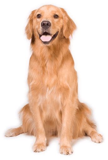 PNG Golden Retriever Dog Transparent Golden Retriever Dog ...