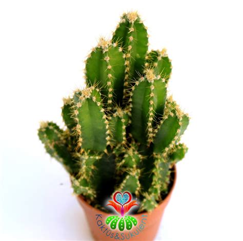 3 gün gönderilecek ürün 5.5 cm çapında olup fotoğraftaki ürünle %90 aynı formdadır. Radyasyon Emici Kaktüs-Cereus Peruvianus Florida 'Peri ...