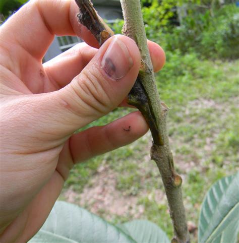 Grafting means t o unite a shoot or a bud with a growing plant by insertion or by placing in close contact. More Food From the Wild and Your Yard - Graft Fruit Trees ...