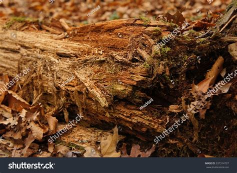 8266 Rotting Log Images Stock Photos And Vectors Shutterstock