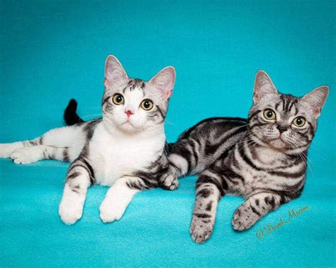 American Shorthair Kittens Millas Kats