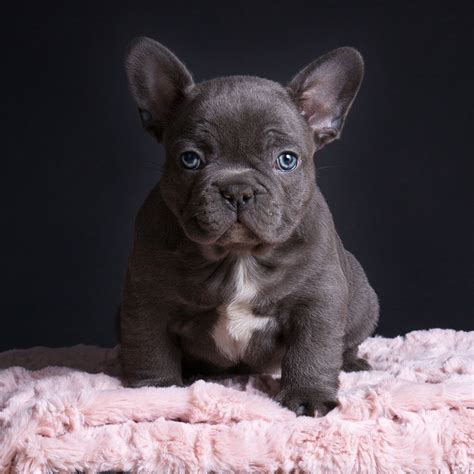 Puppyfinder.com is your source for finding an ideal french bulldog puppy for sale in usa. Our breeding - French Bulldog Breed